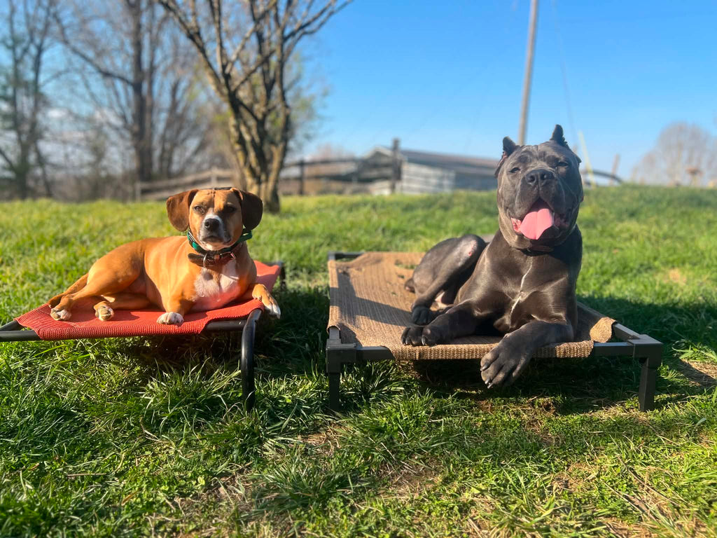 Little Big Dog Rescue | Christiansburg, VA (Adopt Mya, Toto, and Zelda)