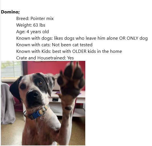 Homeward Trails Animal Rescue - Fairfax, VA | URGENT: Help Save a Life - Foster a Dog Today