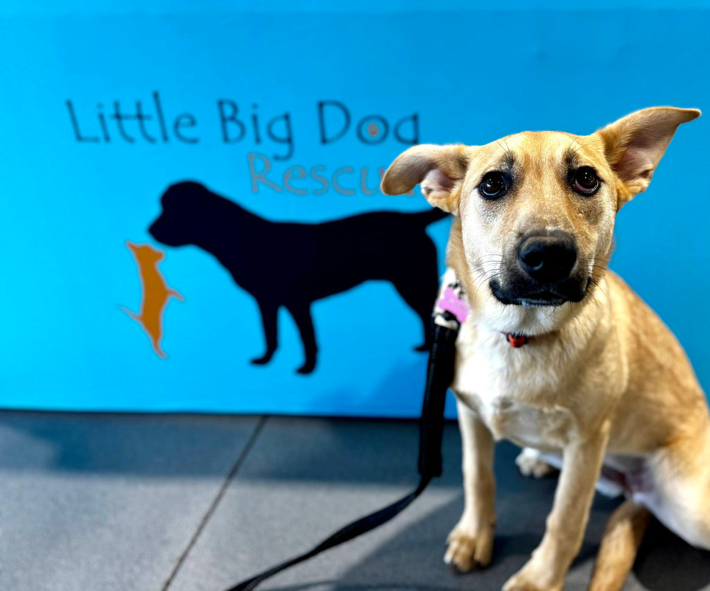 Little Big Dog Rescue | Christiansburg, VA (Adopt Mya, Toto, and Zelda)