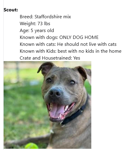 Homeward Trails Animal Rescue - Fairfax, VA | URGENT: Help Save a Life - Foster a Dog Today
