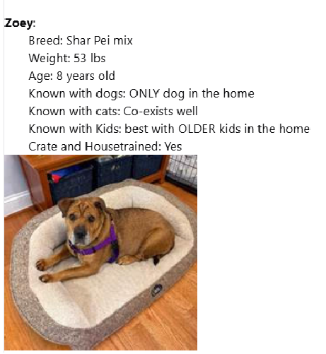 Homeward Trails Animal Rescue - Fairfax, VA | URGENT: Help Save a Life - Foster a Dog Today