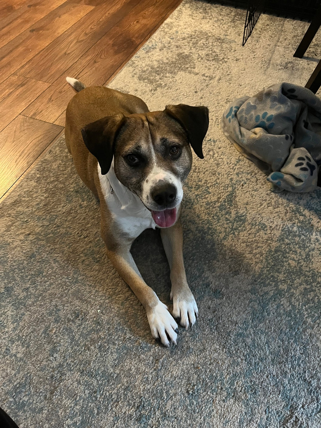 Rainbow Animal Rescue from Norfolk, VA | Dog Rescue Fundraising: Help Luke