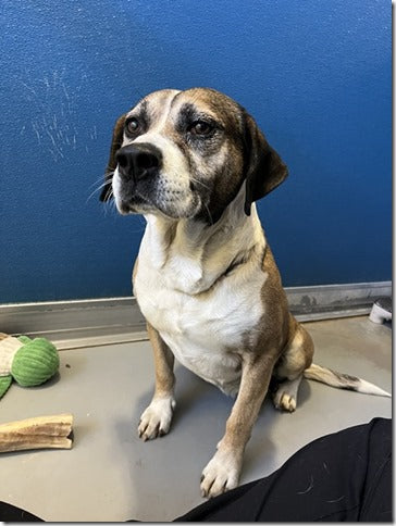 Rainbow Animal Rescue from Norfolk, VA | Dog Rescue Fundraising: Help Luke