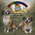 Rainbow Animal Rescue from Norfolk, VA | Dog Rescue Fundraising: Help Luke