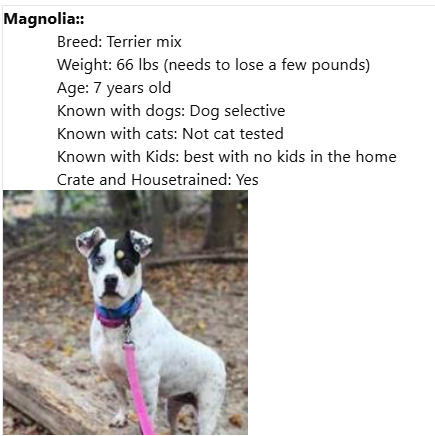 Homeward Trails Animal Rescue - Fairfax, VA | URGENT: Help Save a Life - Foster a Dog Today